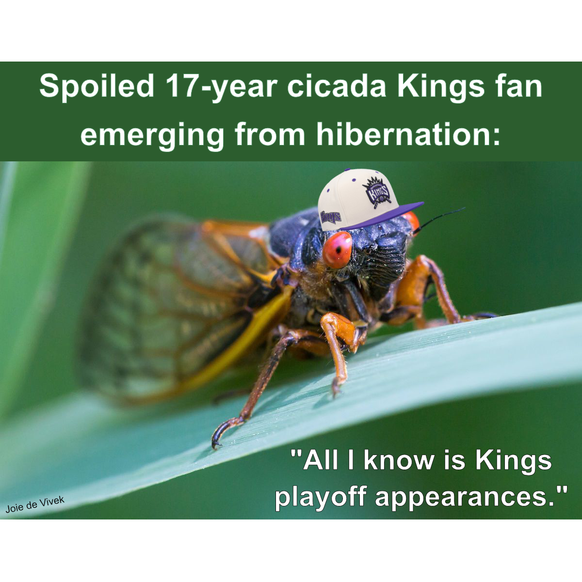 17-Year Cicada meme